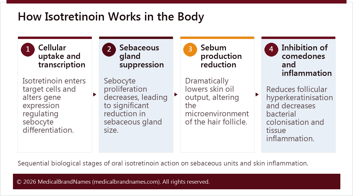How Isotretinoin Works in the Body