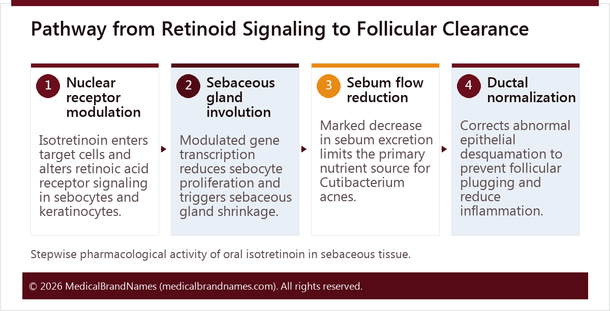 Pathway from Retinoid Signaling to Follicular Clearance