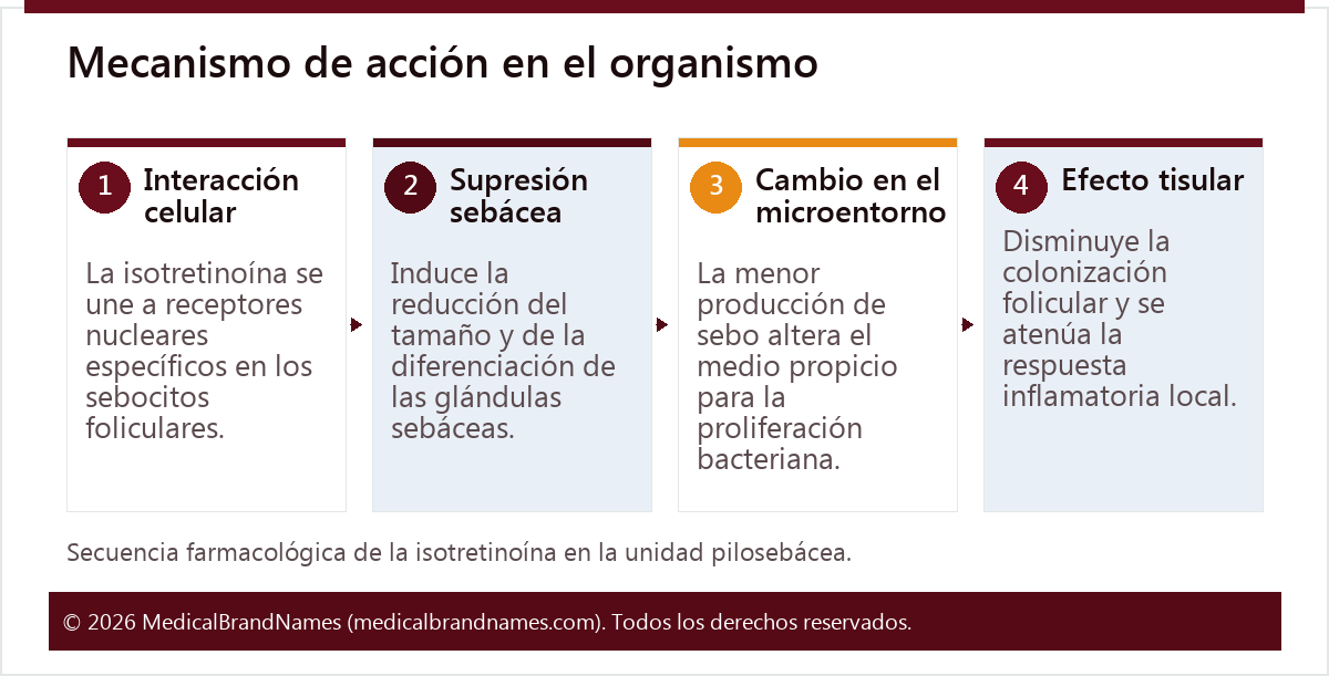 Mecanismo de acción en el organismo