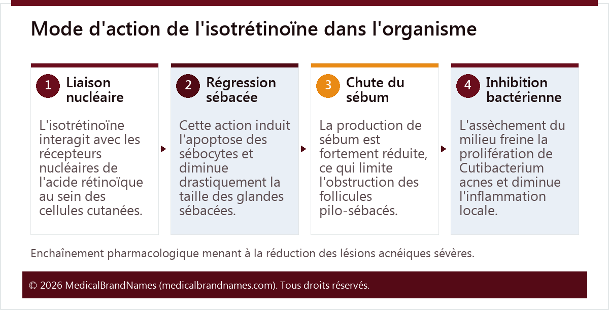 Mode d'action de l'isotrétinoïne dans l'organisme