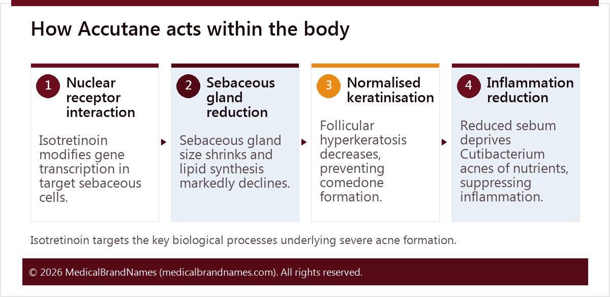 How Accutane acts within the body