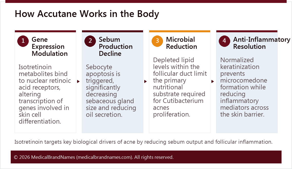 How Accutane Works in the Body