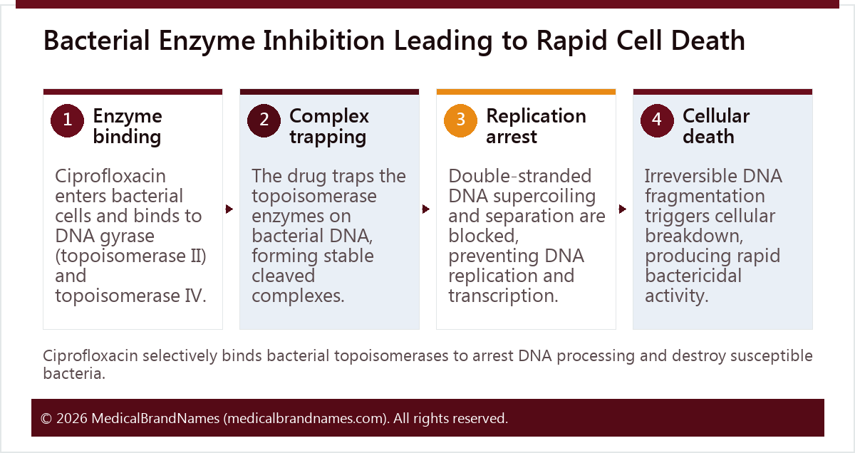 Bacterial Enzyme Inhibition Leading to Rapid Cell Death