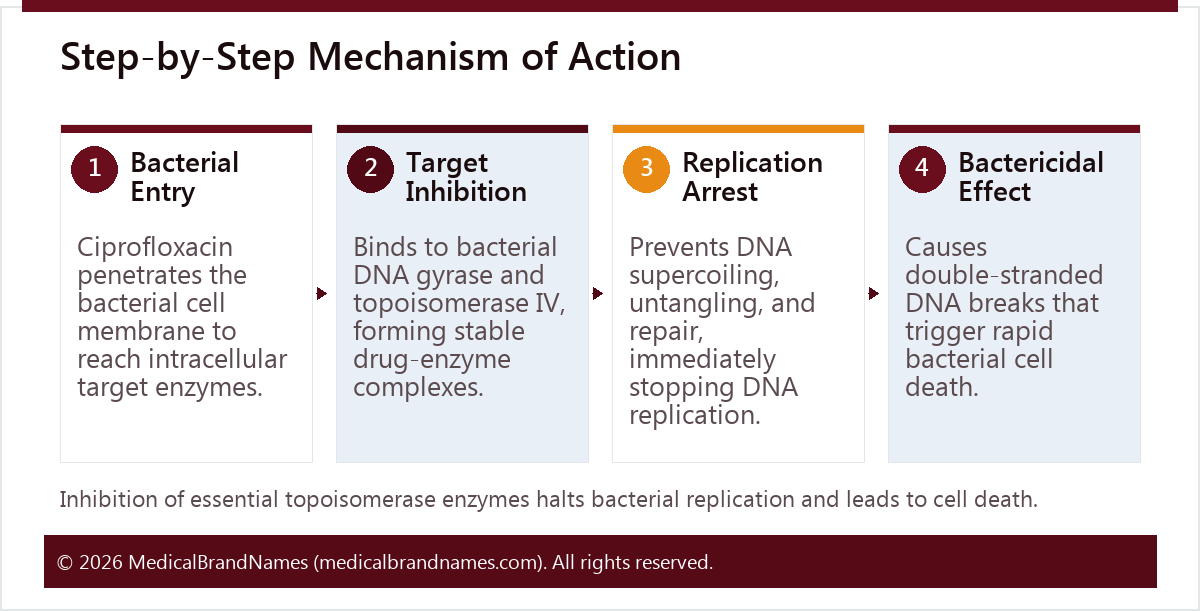 Step-by-Step Mechanism of Action