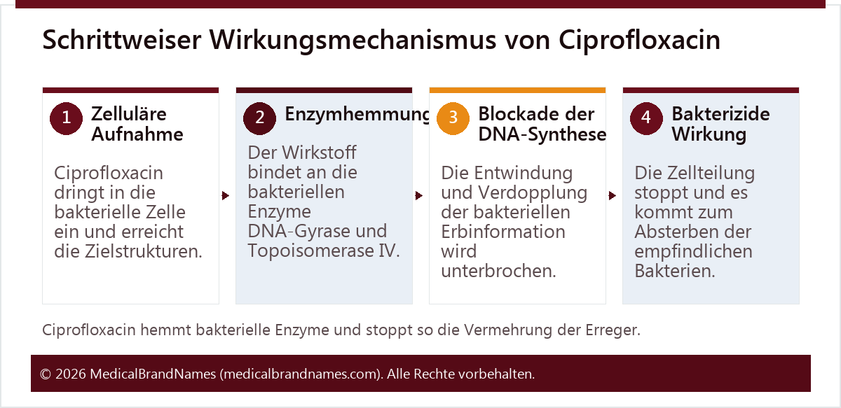 Schrittweiser Wirkungsmechanismus von Ciprofloxacin