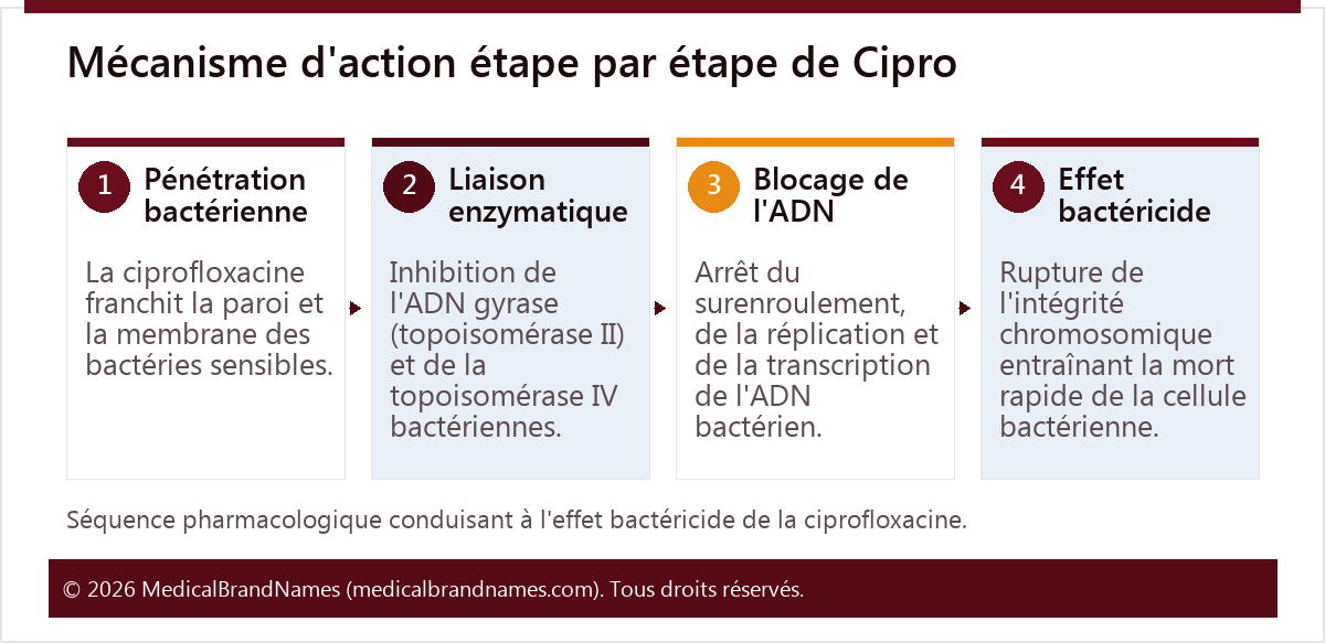 Mécanisme d'action étape par étape de Cipro