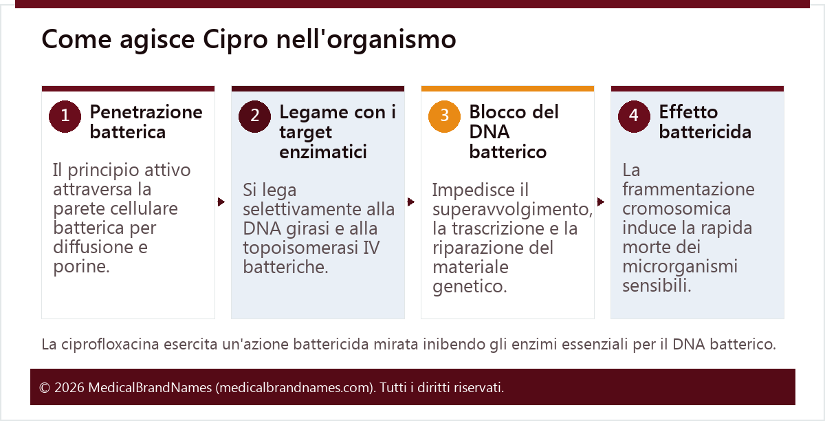 Come agisce Cipro nell'organismo