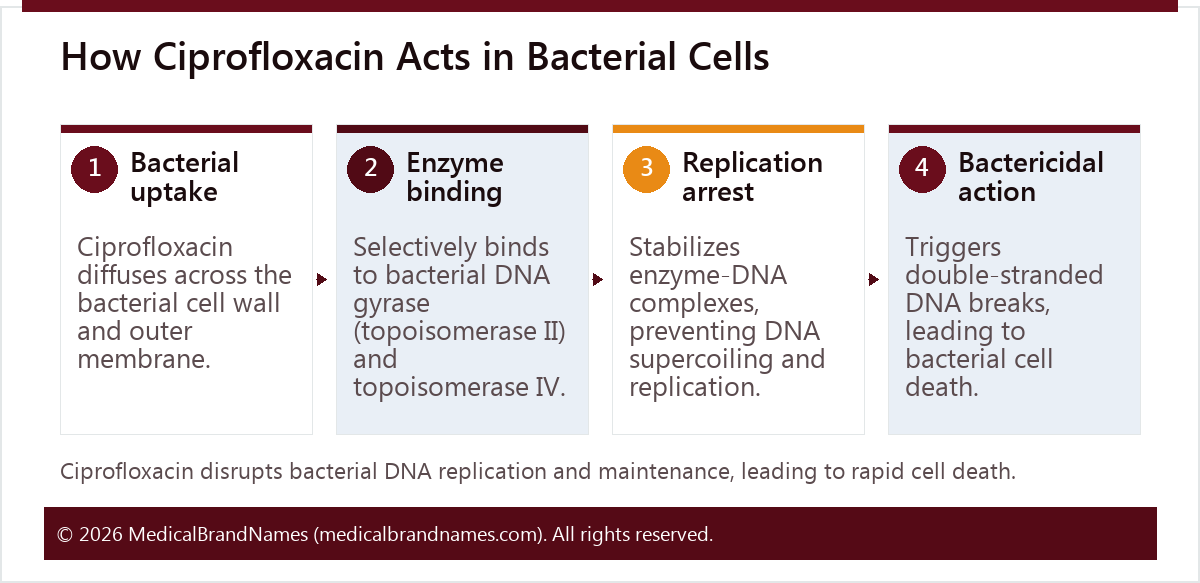 How Ciprofloxacin Acts in Bacterial Cells