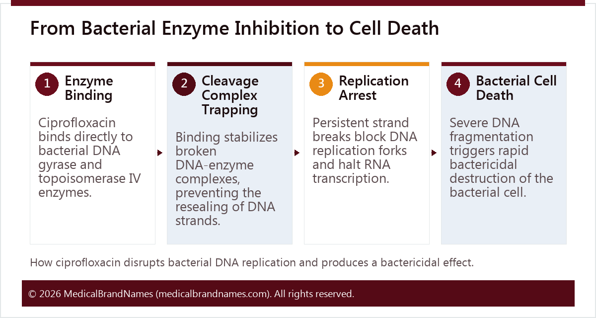 From Bacterial Enzyme Inhibition to Cell Death