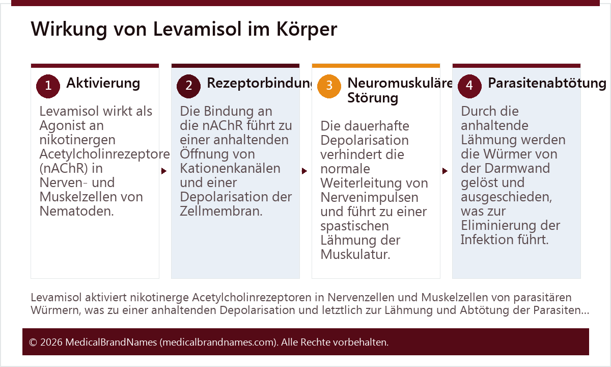 Wirkung von Levamisol im Körper