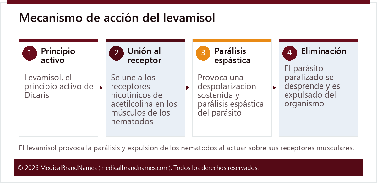 Mecanismo de acción del levamisol