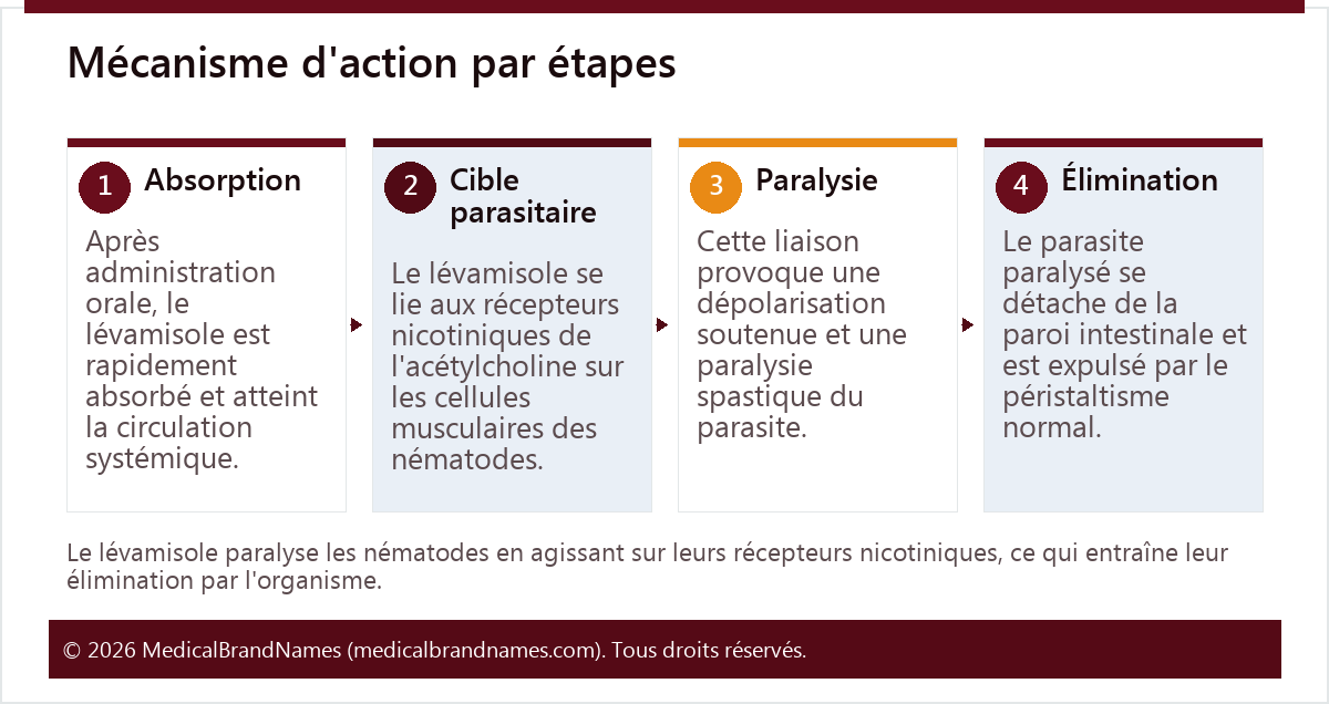 Mécanisme d'action par étapes