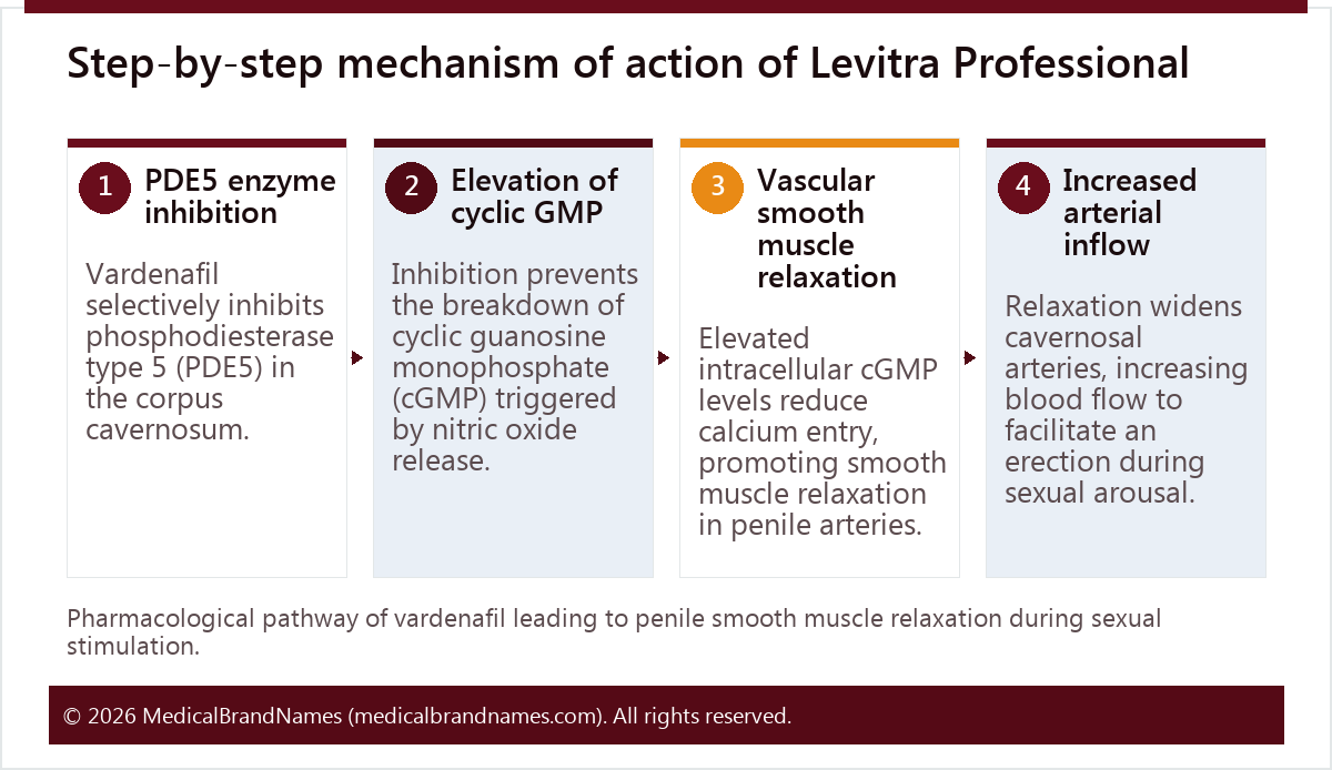 Step-by-step mechanism of action of Levitra Professional