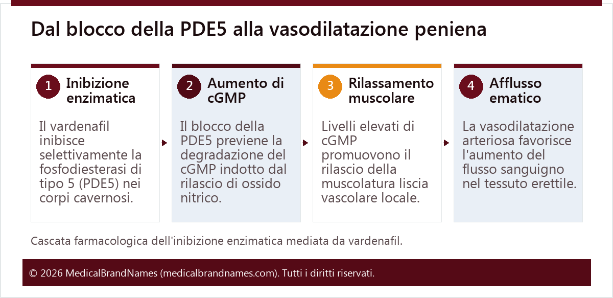Dal blocco della PDE5 alla vasodilatazione peniena