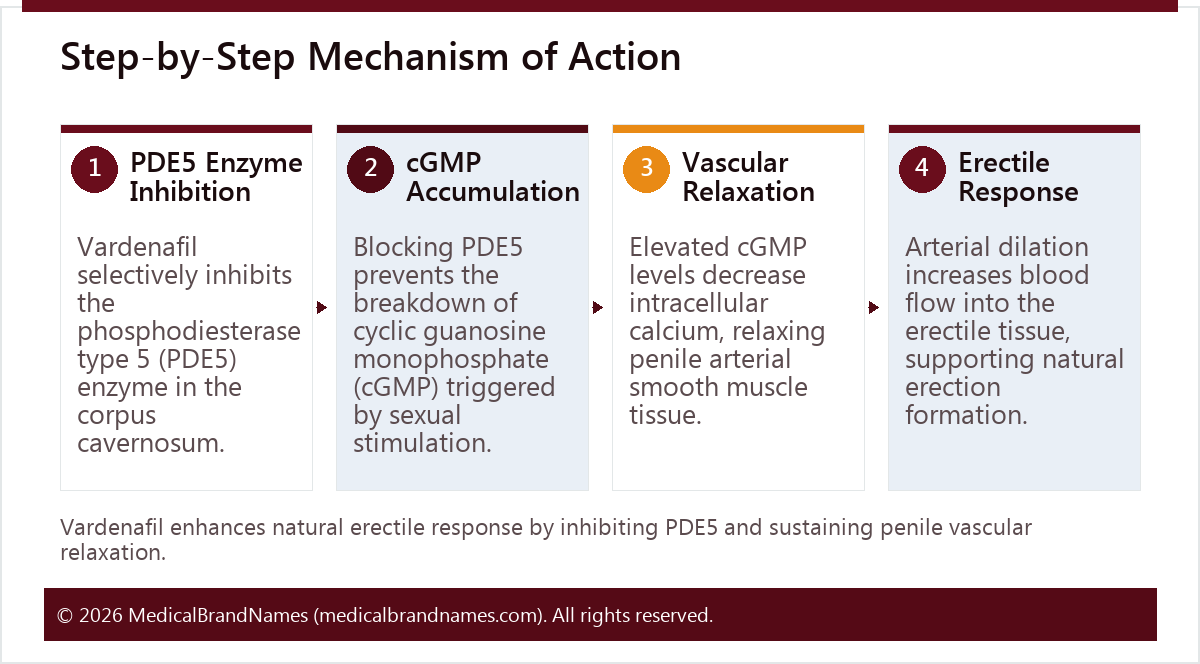 Step-by-Step Mechanism of Action