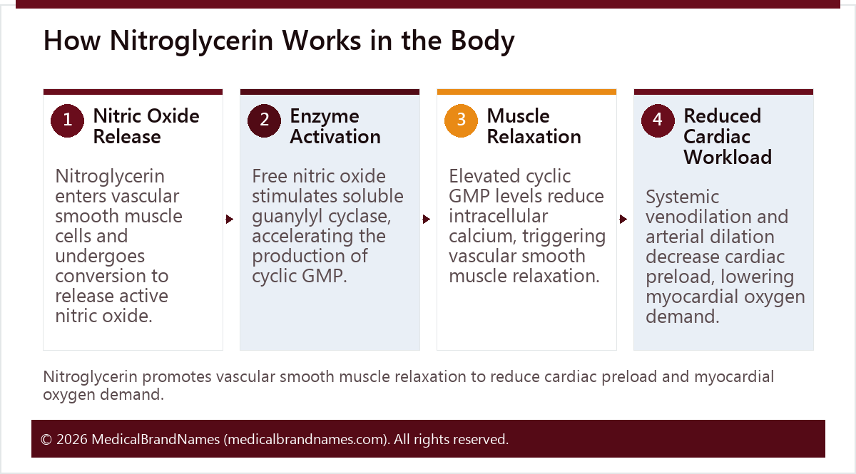 How Nitroglycerin Works in the Body