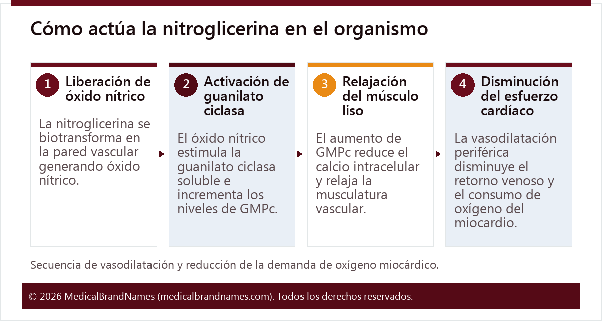 Cómo actúa la nitroglicerina en el organismo