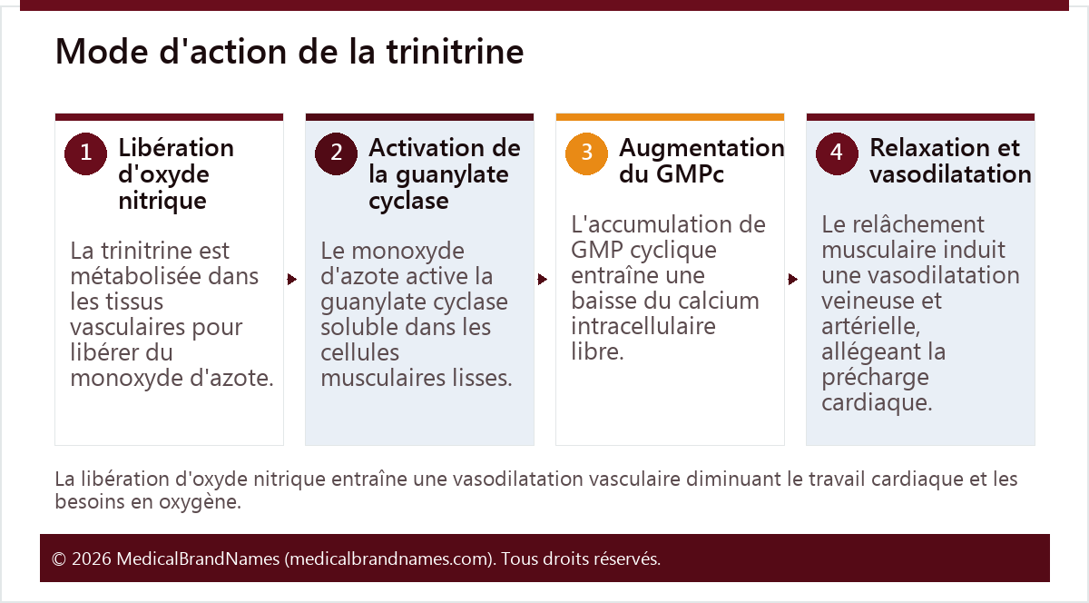 Mode d'action de la trinitrine