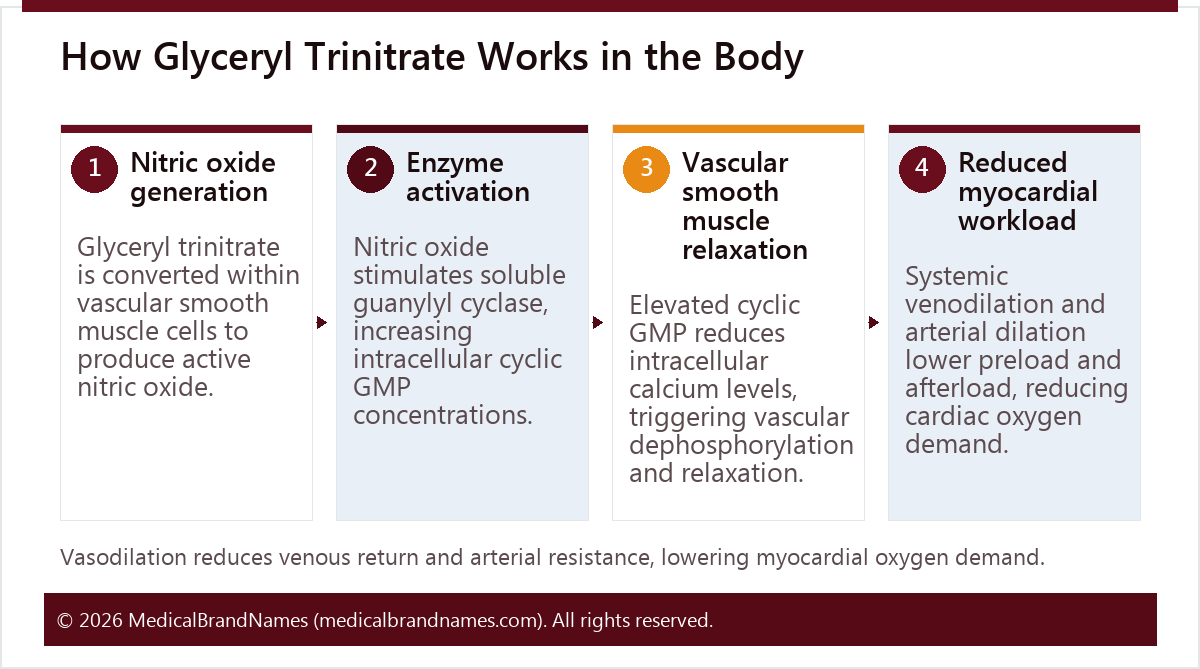 How Glyceryl Trinitrate Works in the Body