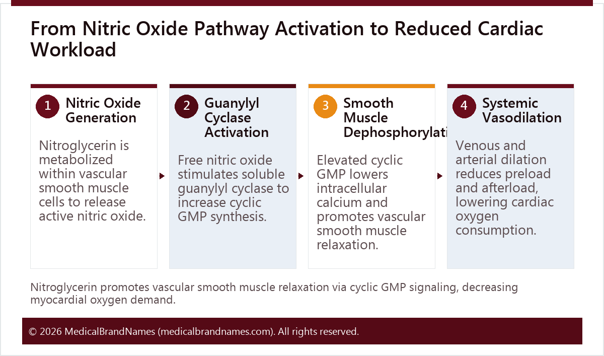 From Nitric Oxide Pathway Activation to Reduced Cardiac Workload