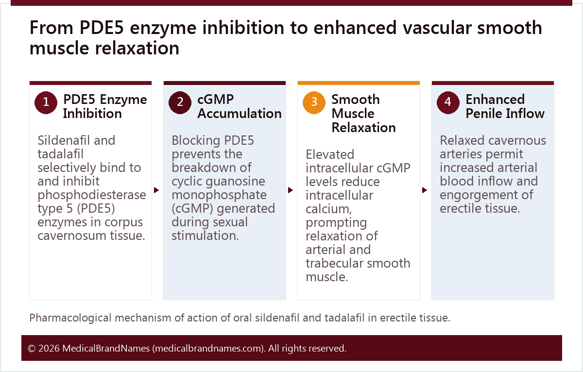 From PDE5 enzyme inhibition to enhanced vascular smooth muscle relaxation