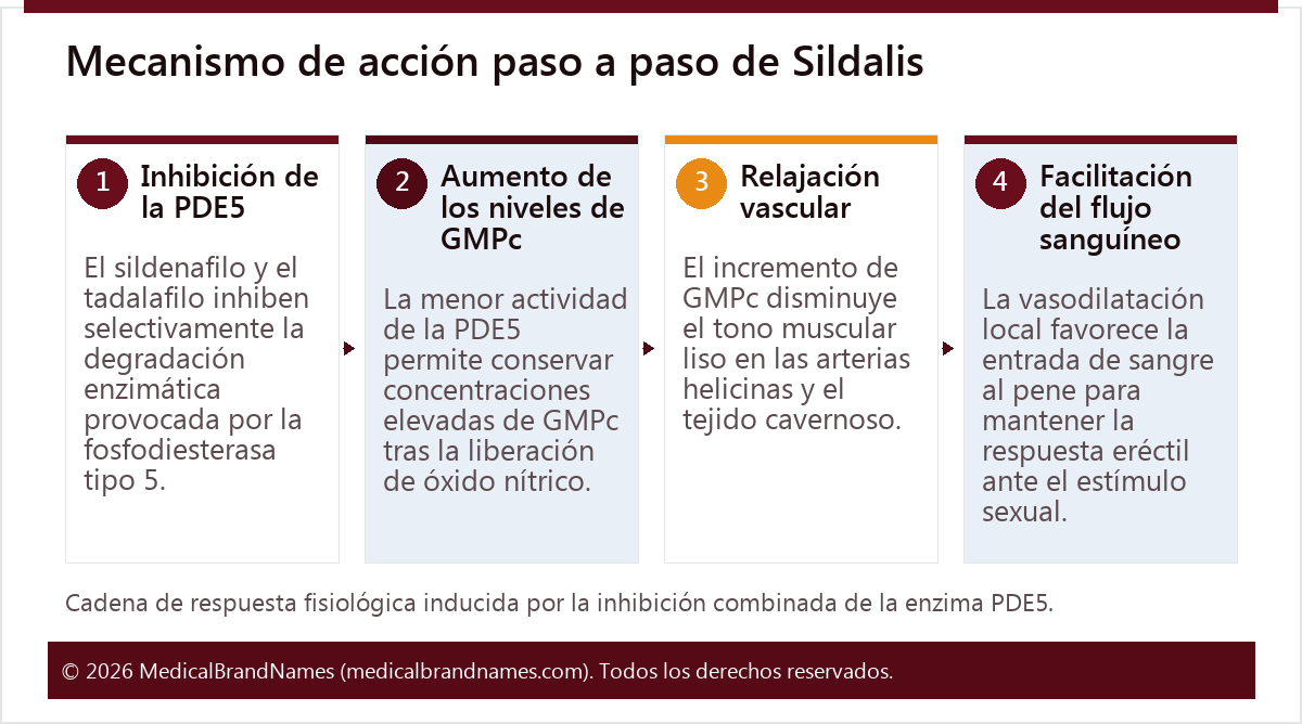 Mecanismo de acción paso a paso de Sildalis