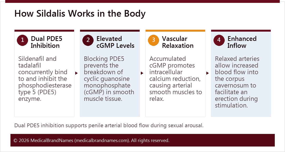 How Sildalis Works in the Body