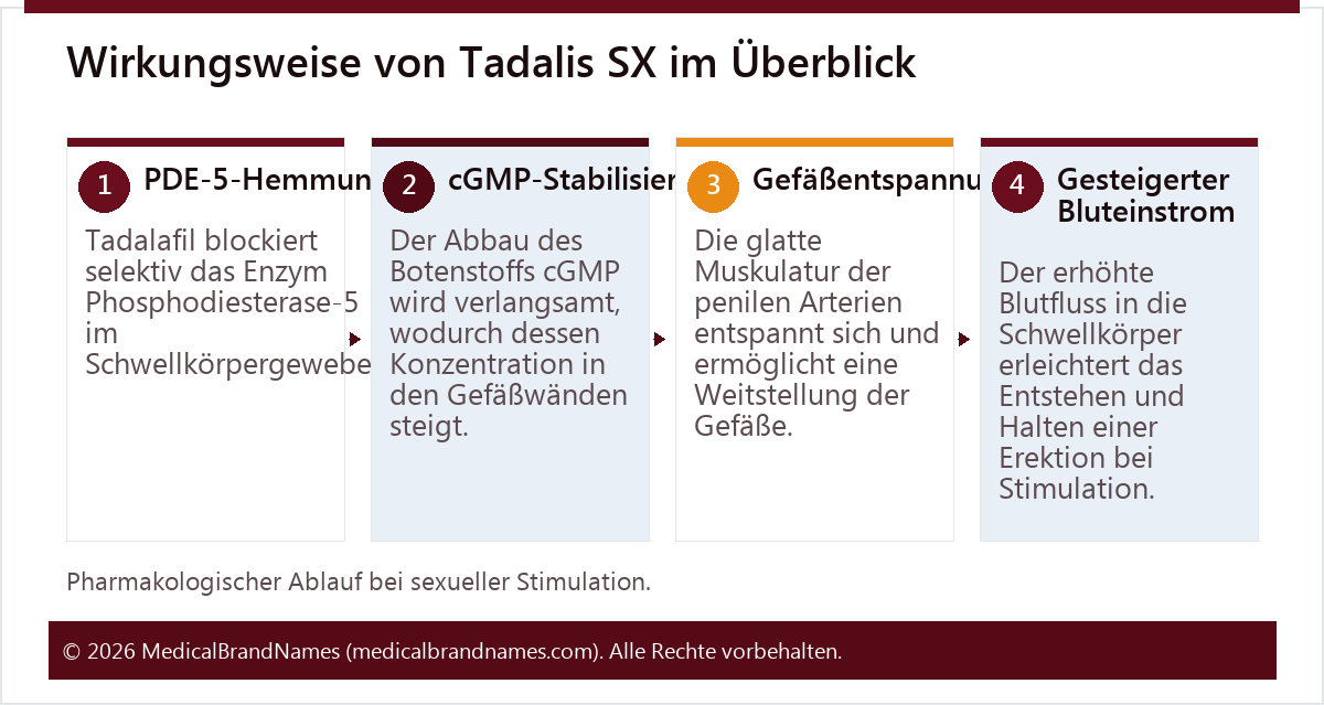 Wirkungsweise von Tadalis SX im Überblick