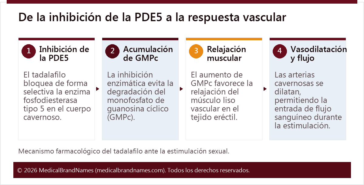 De la inhibición de la PDE5 a la respuesta vascular