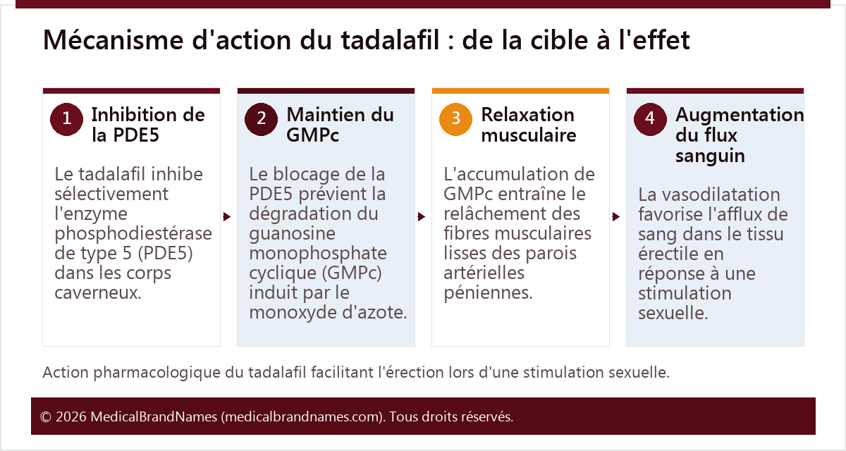 Mécanisme d'action du tadalafil : de la cible à l'effet