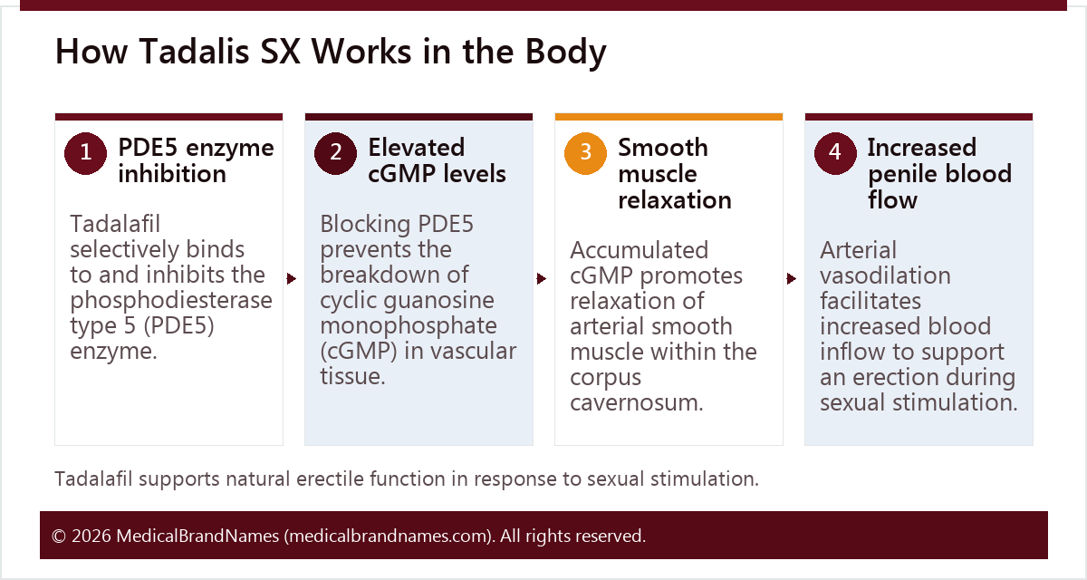How Tadalis SX Works in the Body