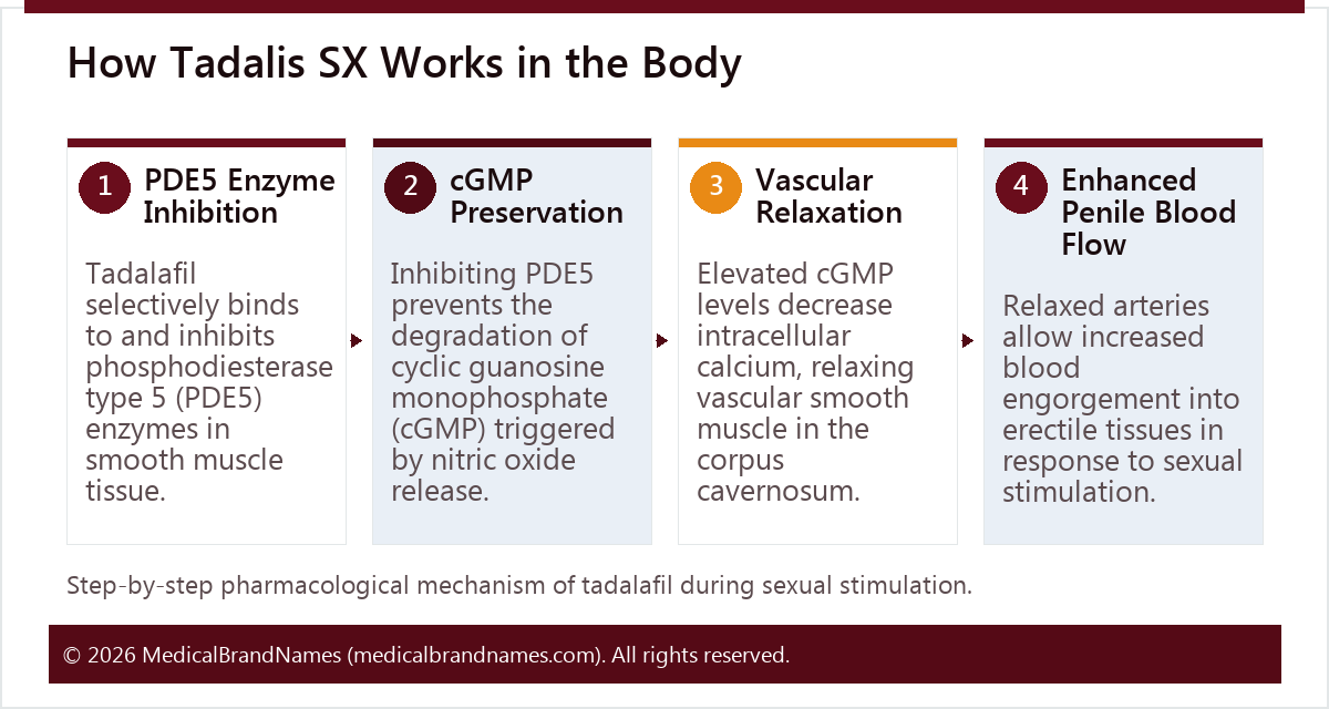 How Tadalis SX Works in the Body